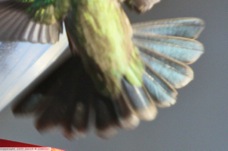 Broad-billed Hummingbird 0613