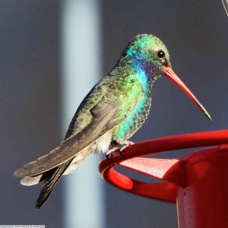 Broad-billed Hummingbird 0630