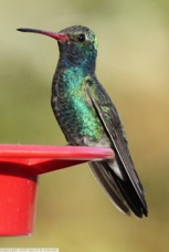 Broad-billed Hummingbird 0721
