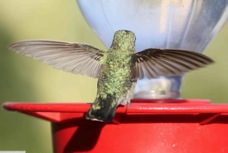 Broad-billed Hummingbird 0735