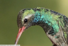 Broad-billed Hummingbird 0748