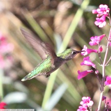 Broad-billed Hummingbird female 0490