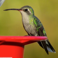 Broad-billed Hummingbird female 0753