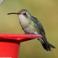 Broad-billed Hummingbird female 0776