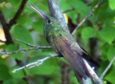 Berylline Hummingbird Maya2