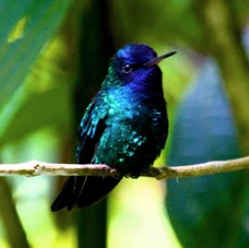 Blue-headed Hummingbird 5518