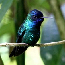 Blue-headed Hummingbird 5492