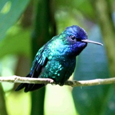Blue-headed Hummingbird 5544