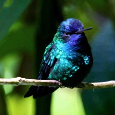 Blue-headed Hummingbird 5569