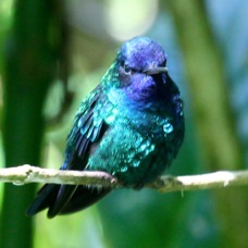 Blue-headed Hummingbird 5586