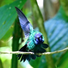 Blue-headed Hummingbird 5593