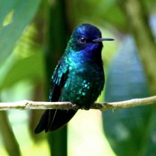 Blue-headed Hummingbird 5488