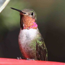 Broad-tailed Hummingbird 7149