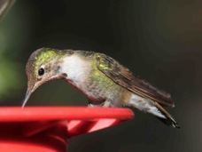 Broad-tailed Hummingbird 6007