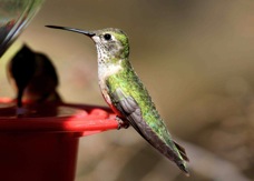 Broad-tailed Hummingbird female 6681