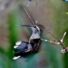 Blue-throated Hummingbird 5879