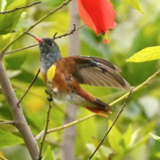 Amazilia Hummingbird 0308