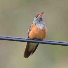 Amazilia Hummingbird 0313
