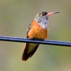 Amazilia Hummingbird 0349