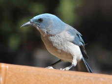 Mexican Jay 6477