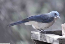 Mexican Jay 9249