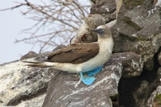 Blue-footed Booby 7926