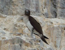 Blue-footed Booby 4199