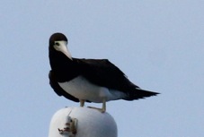 Brown Booby 5604