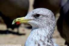 California Gull winter 9289