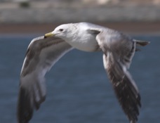 California Gull 1696