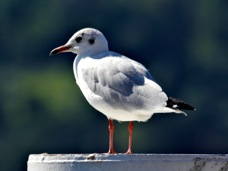 Black-headed Seagull 9305