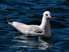 Black-headed Seagull 9419
