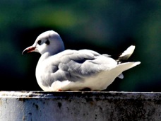 Black-headed Seagull 9291