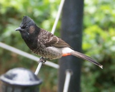 Red-vented Bulbul 2924