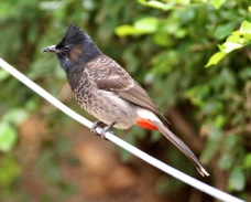 Red-vented Bulbul 2946