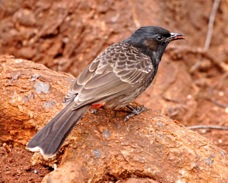 Red-vented Blubul 4515