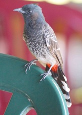 Red-vented Blubul 2177