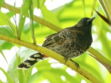 Red-vented bulbul 0665