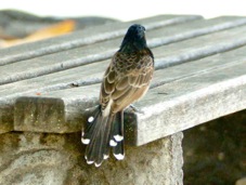 Red-vented bulbul 0696