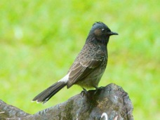 Red-vented bulbul 0979