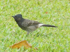 Red-vented bulbul 0984