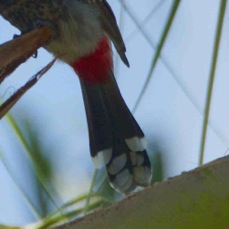 Red-vented bulbul 1816