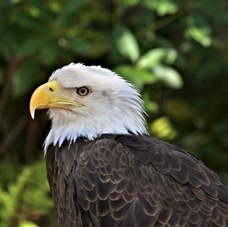 Bald Eagle 2195