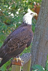 Bald Eagle 2319