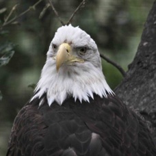 Bald Eagle 1260