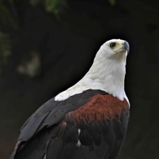 Eagle Bald 8334