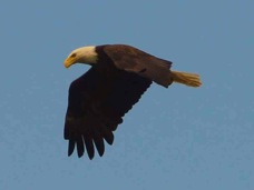 Bald Eagle 3657