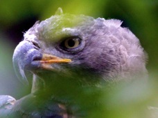 African Crowned Eagle 8156