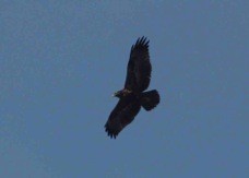 Black Chested Buzzard Eagle 4594