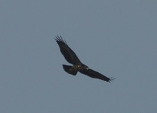 Black Chested Buzzard Eagle 4568
